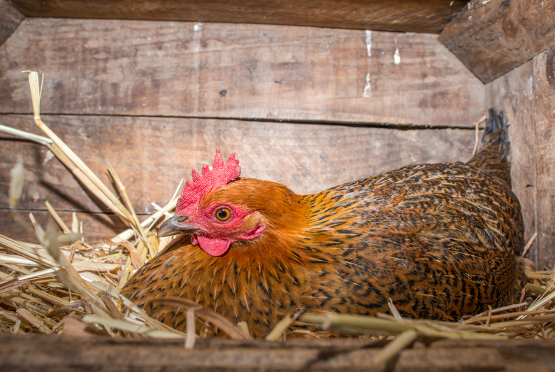 Broody Hens Top 5 Tips for Dealing with Broody Hens Manna Pro